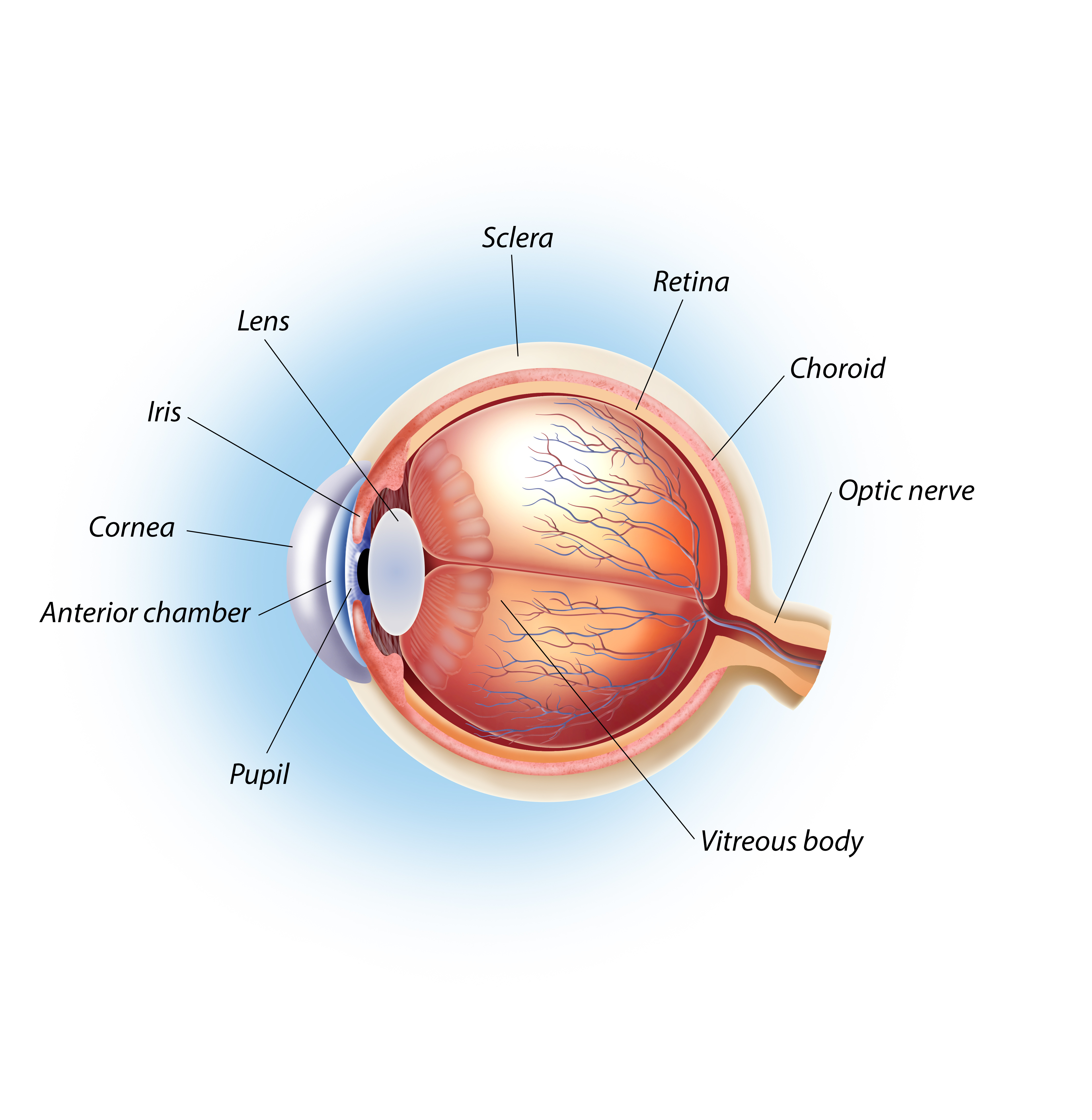 Structures of the human eye