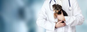 Small cute dog examined at the veterinary doctor, close-up