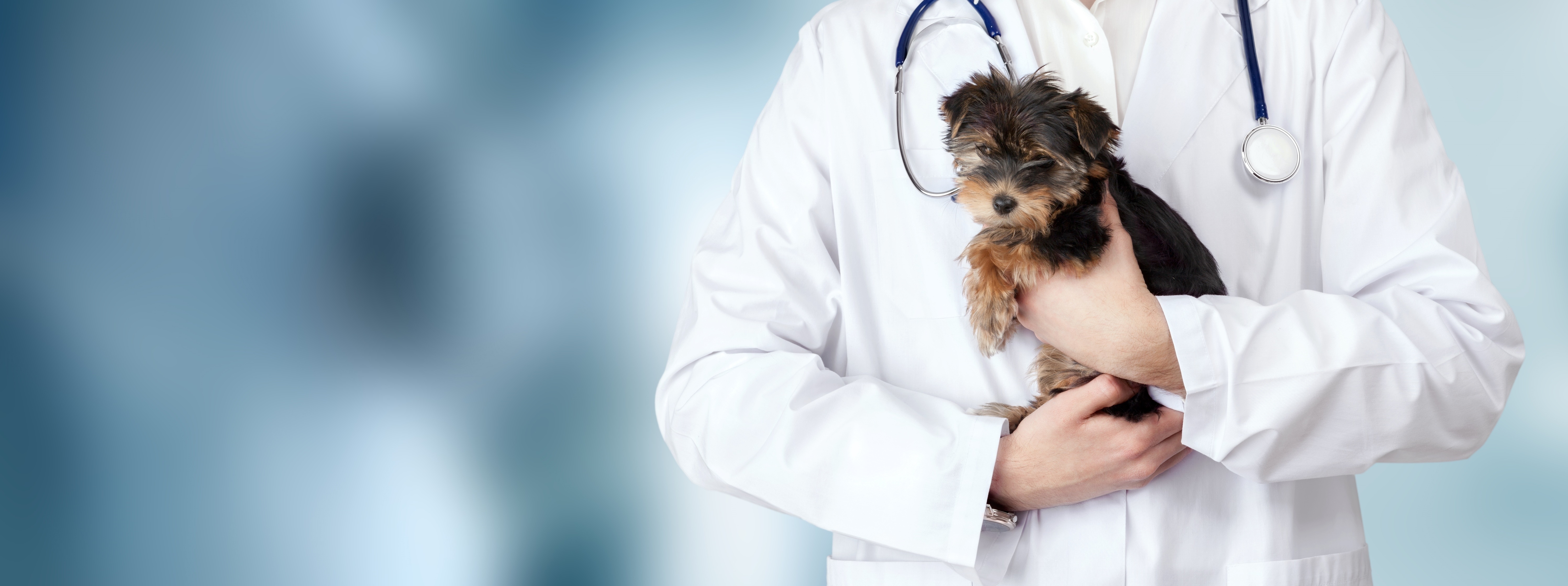 Small cute dog examined at the veterinary doctor, close-up